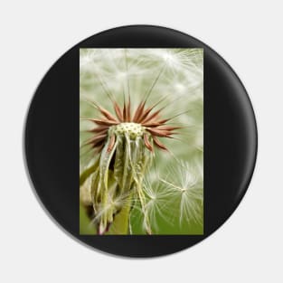 Dandelion macro photography Pin