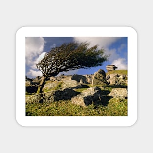 Windswept Tree on Stowes Hill Magnet