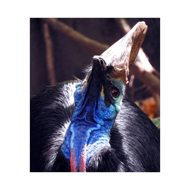 Southern Cassowary by kirstybush