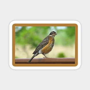 American Robin-4 Magnet