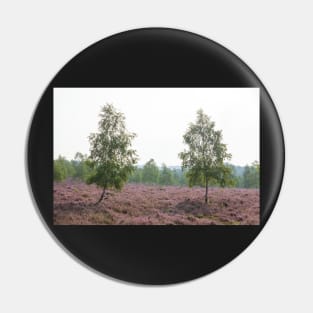 Heathland, morning mist, heather bloom, Niederhaverbeck Pin