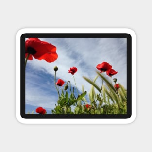 Coquelicots dans le ciel breton Magnet