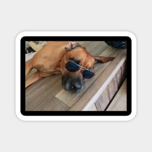 Chill Dog with Glasses Magnet