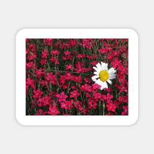 Daisy Napping in a Field of Phlox Magnet