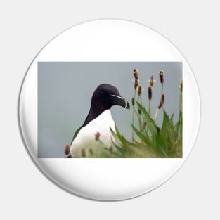 Razorbill on cliff top Pin