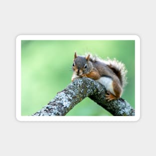 Red Squirrel Magnet