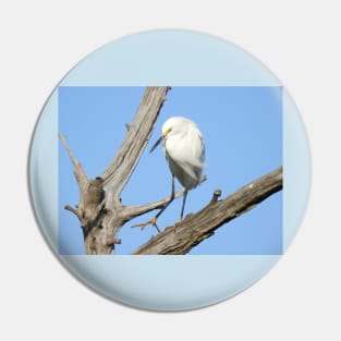 Snowy egret, wild birds, wildlife gifts Pin