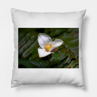 White Trillium flower in forest Pillow