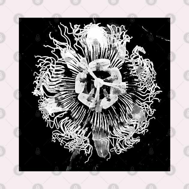 Black and White PassionFlower by Banyu_Urip