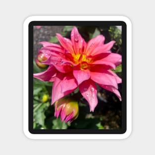 Rising Pink Dahlia Magnet