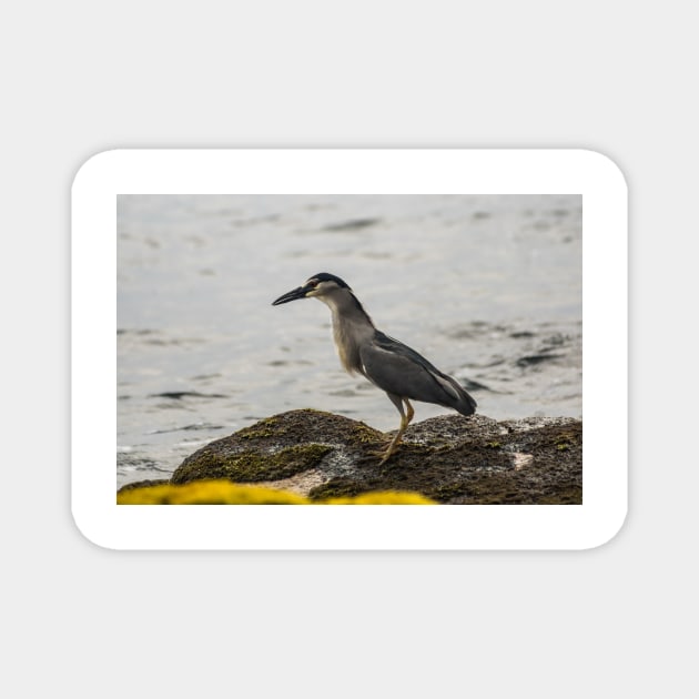 Black-crowned night heron of hawaii 2 Magnet by KensLensDesigns