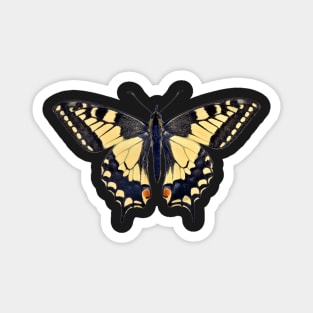 Special Colourful Butterfly | Entomology Lover Magnet