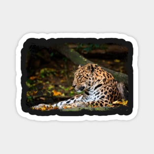 Amur Leopard Magnet