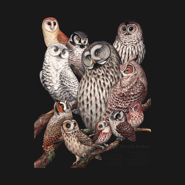 Owls of the Northeast by JadaFitch