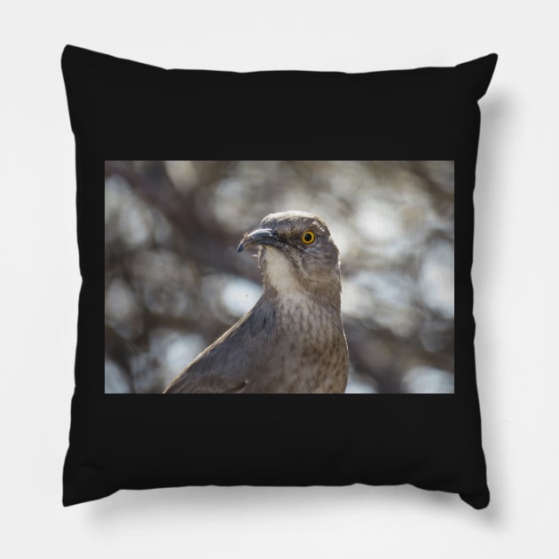 Curve billed thrasher's portrait Pillow by SDym Photography