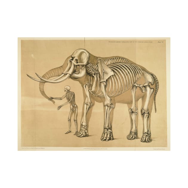 Vintage Elephant and Human Skeleton Illustration by Bravuramedia