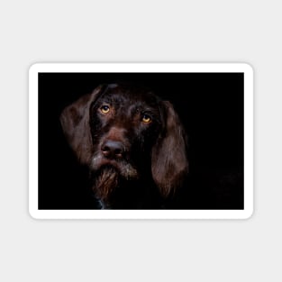 German Wirehaired Pointer Portrait Magnet