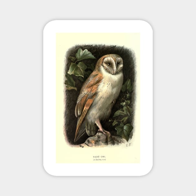 Barn Owl Magnet by Jeramy's Store 1