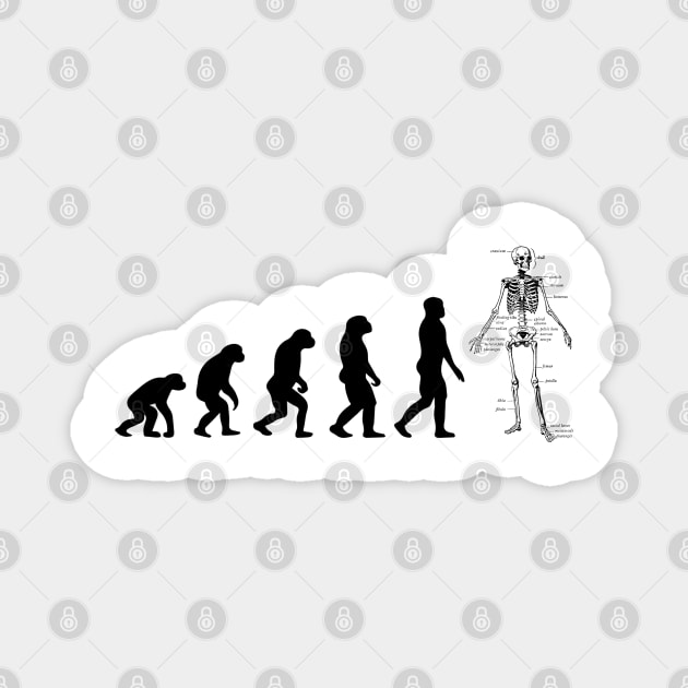 human evolution Magnet by Myartstor 