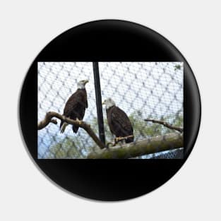 Bald Eagles Pin