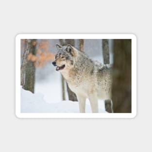 Gray Wolf Magnet