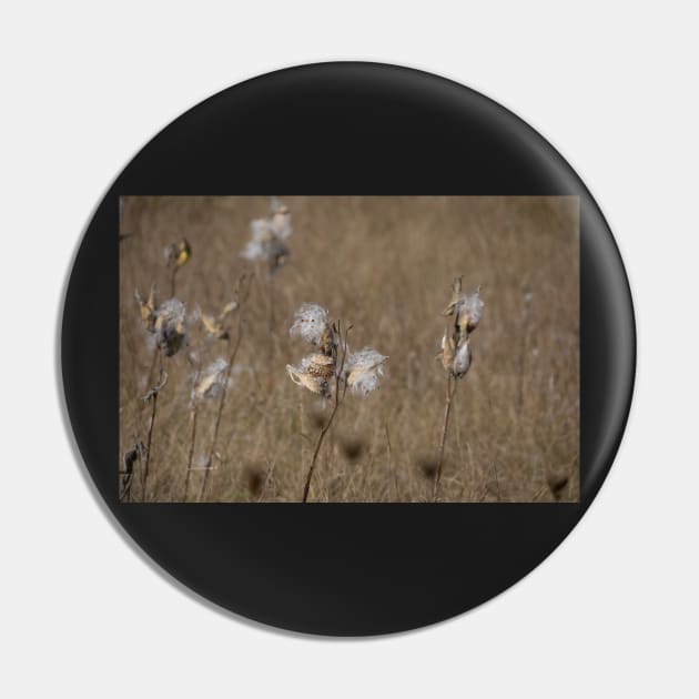 Milkweed seedheads Pin by sma1050