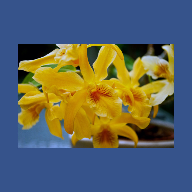 Discover Yellow Orchid Flower Flowering Plant - Orchid - T-Shirt