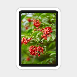 Red Rowan tree berries on branches Magnet