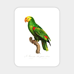 Yellow-Crowned Amazon Parrot Magnet