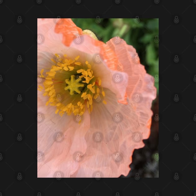 The Unfurling Present of the Peaceful Pink Poppy by Photomersion