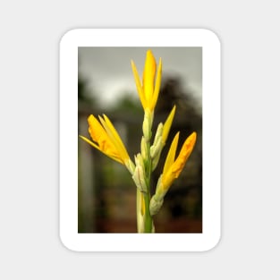 oli daffodils Magnet