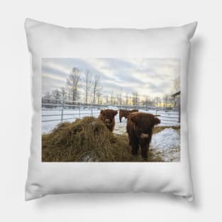 Scottish Highland Cattle Calves 1661 Pillow