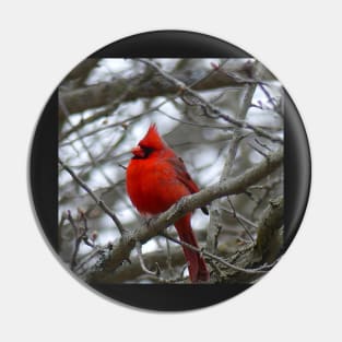 Winter Cardinal Photography Art Beautiful Heaven Sent Messenger Male Red Cardinal Pin