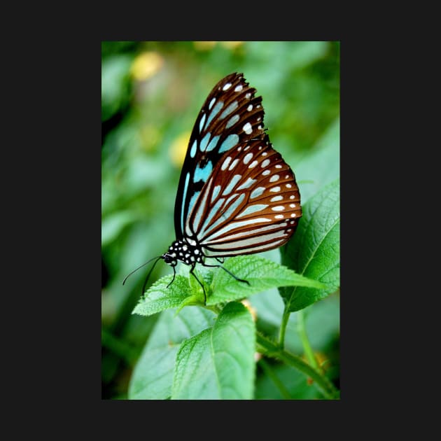 Black and Blue Butterfly by WaterGardens