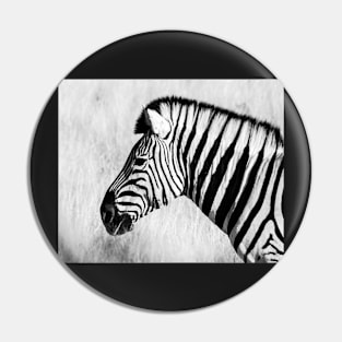 Zebra in black and white. Pin