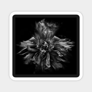 Backyard Flowers In Black And White 49 Magnet