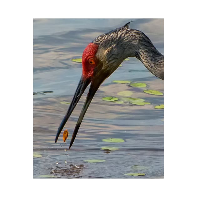 Feeding Sandhill Crane by joesaladino