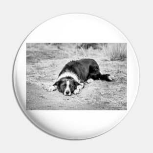 Black and White Border Collie Lying on Ground Pin