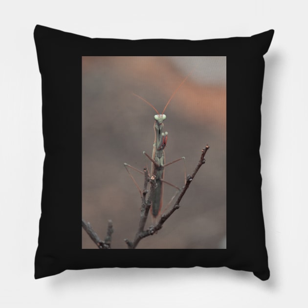 praying mantis Pillow by bunlinked