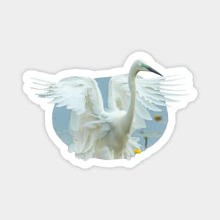 Great White Egret Landing! Magnet