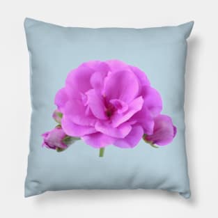 Ivy leaf pelargonium Geranium Pillow