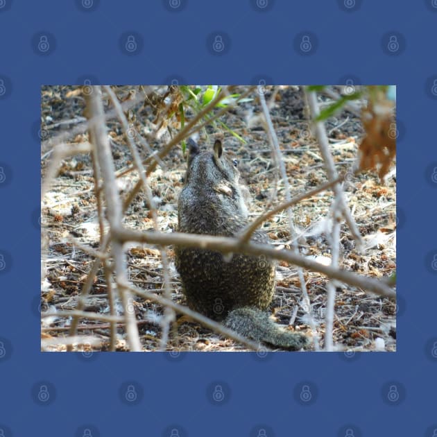 Sitting squirrel by FriendlyComputerHelp