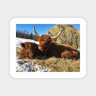 Scottish Highland Cattle Cow and Calf 1716 Magnet