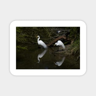 Egret Reflections Magnet