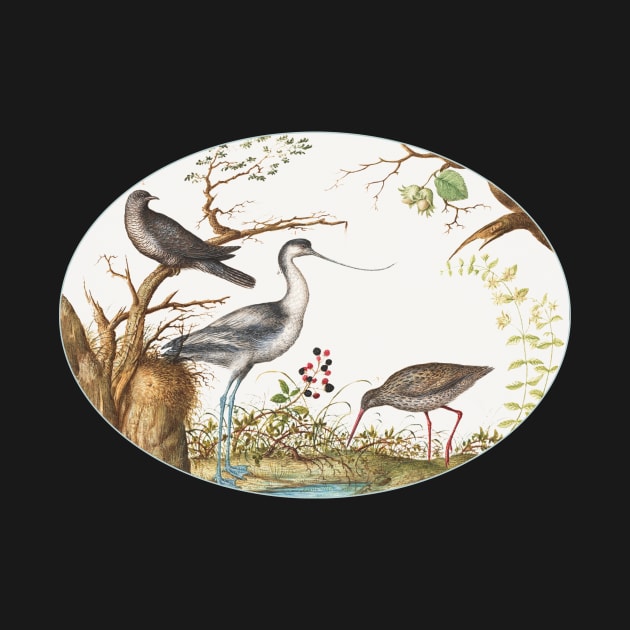 Avocet with Two Other Birds (1575–1580) by WAITE-SMITH VINTAGE ART