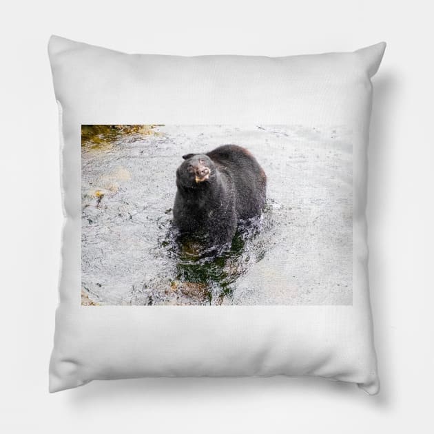 Wet Black Bear Shaking off water Pillow by SafariByMarisa