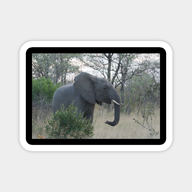 National Park Safari Elephant Wildlife Wild Jungle Magnet by amango