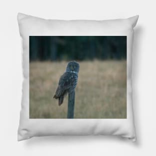 Great Grey Owl on a Post Pillow