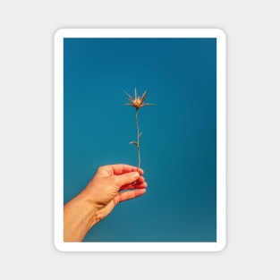 hand holding thistle Magnet