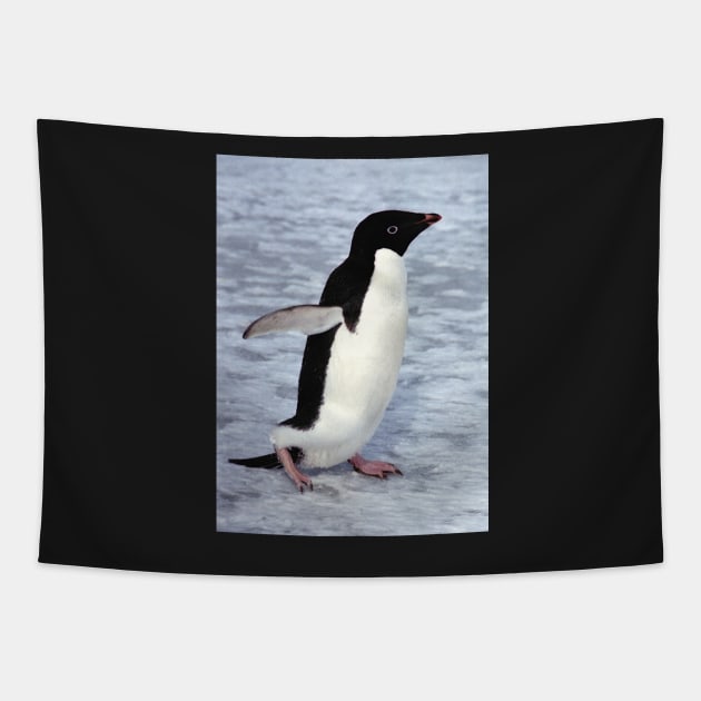 Adelie Penguin Walking on the Fast Ice Tapestry by Carole-Anne